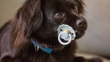 Puppy pacifier