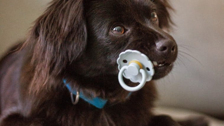 Puppy pacifier
