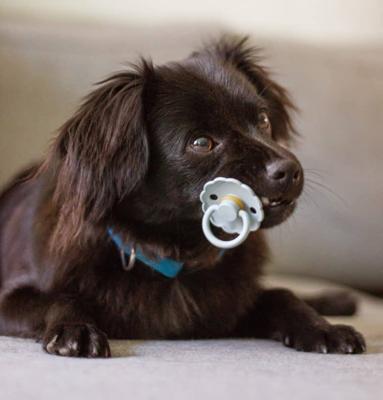 Puppy pacifier