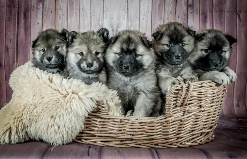 Some pups are completely potty trained at an early age