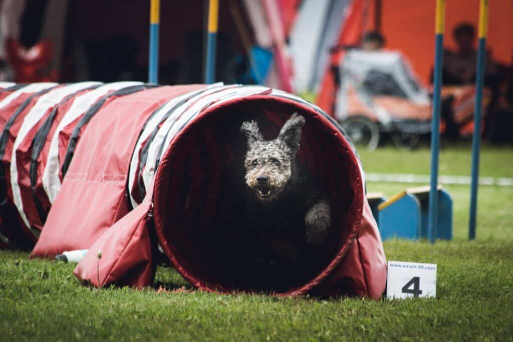 Treadmills and agility equipment provide fitness when your dogs cannot go out walking