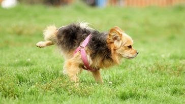 What Age Should A Puppy Be Toilet Trained