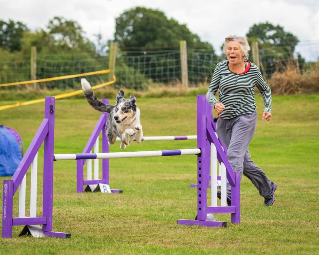 With the best treadmills plus positive reinforcement, your dogs will get exercises and fun all in one