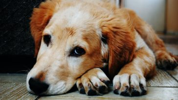 best dog nail grinder