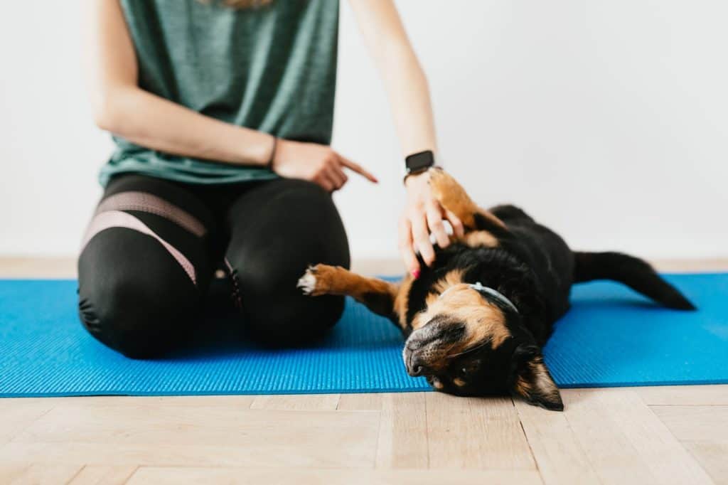 how to teach a dog to roll over