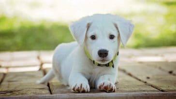 how to teach a dog to roll over cover