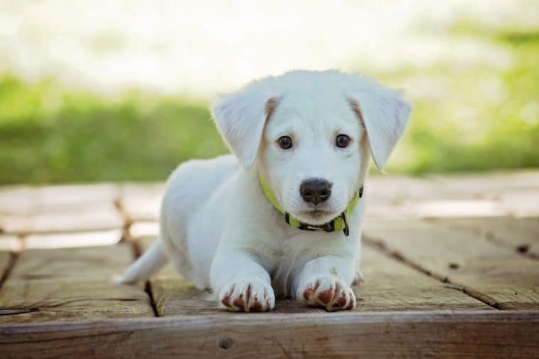 how to teach a dog to roll over cover