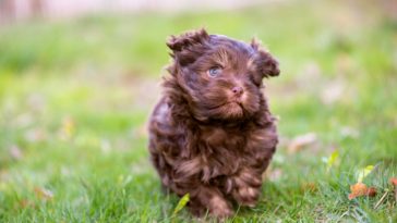 how to make a puppy poop