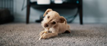 How To Potty Train A Puppy Without A Crate