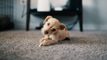 How To Potty Train A Puppy Without A Crate