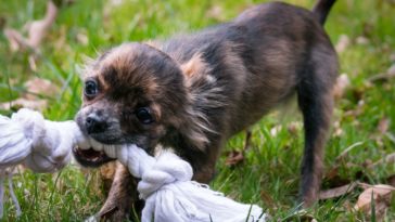 rope dog toys