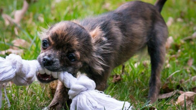 rope dog toys