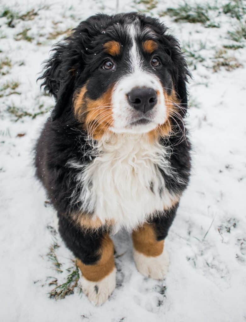 what age should a puppy be toilet trained