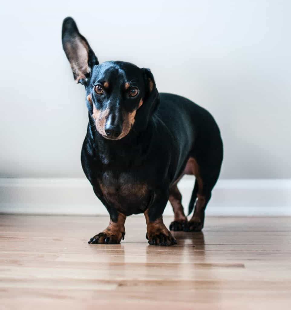 A dog potty pad in place would aid in potty training a dog