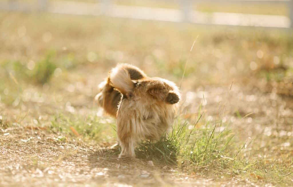 A house training pad holder helps avoid wet paws and other mess