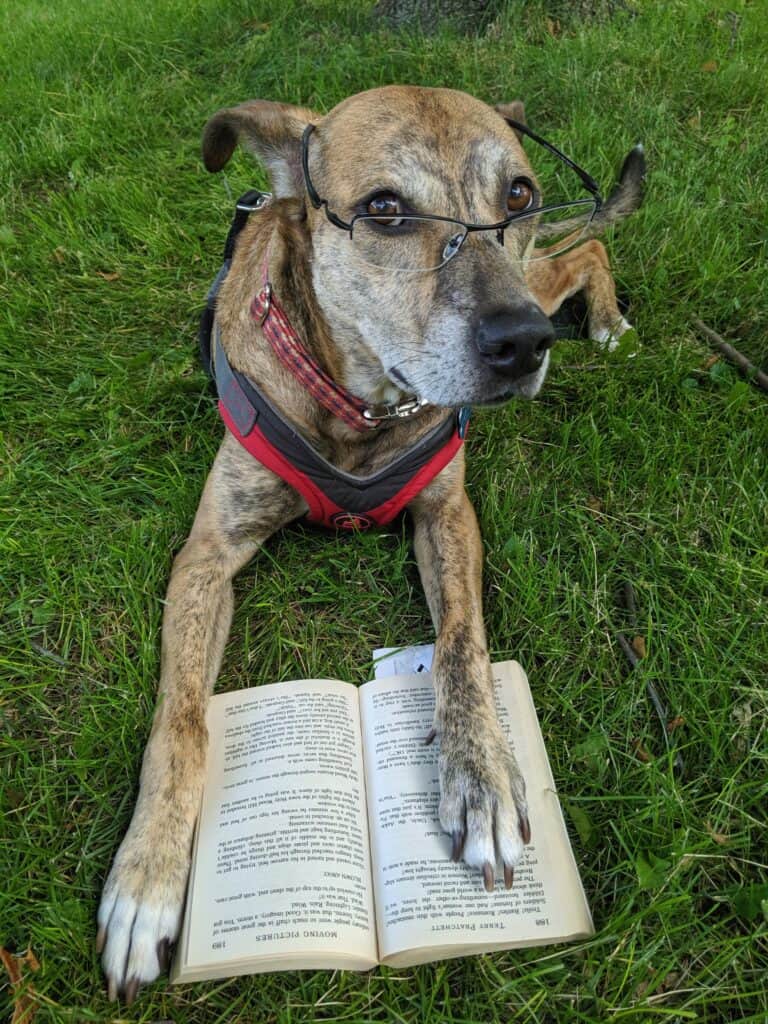 A well-trained dog is a happy dog