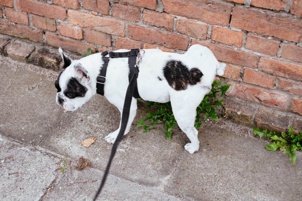 Dog training includes potty training