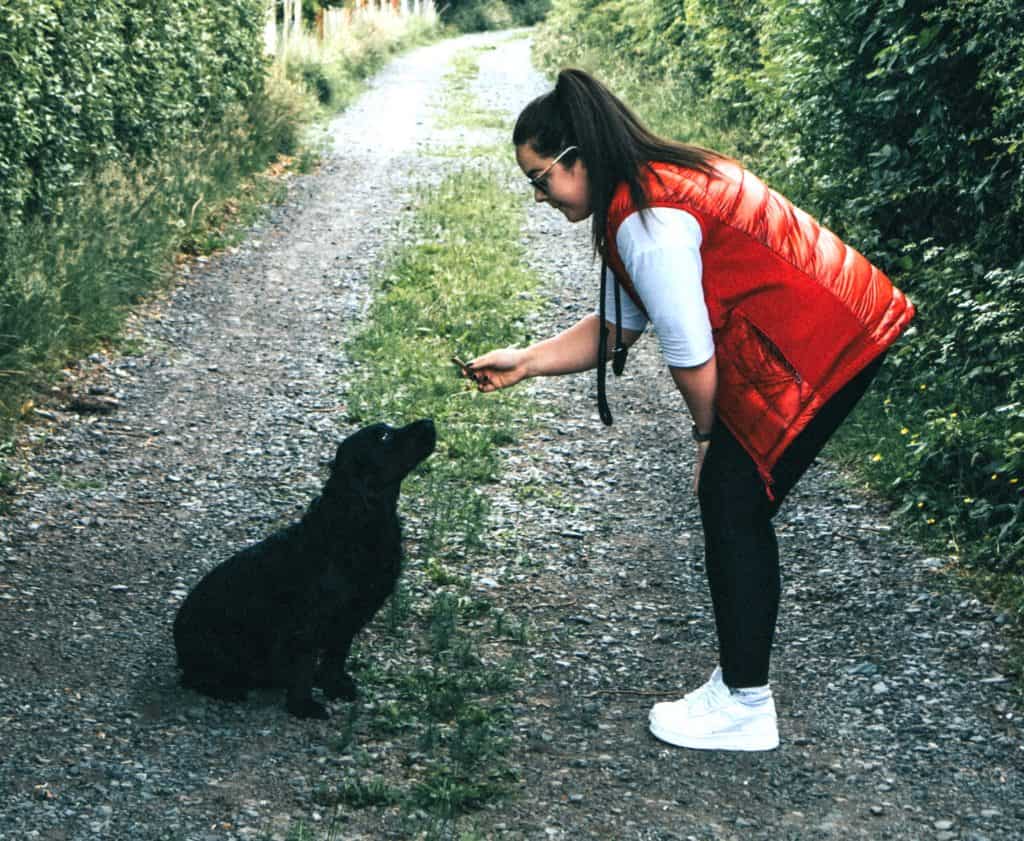 Dog training vests