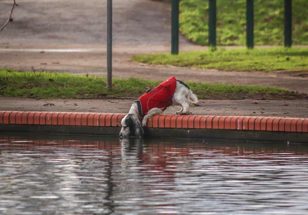 Dog's fluid intake