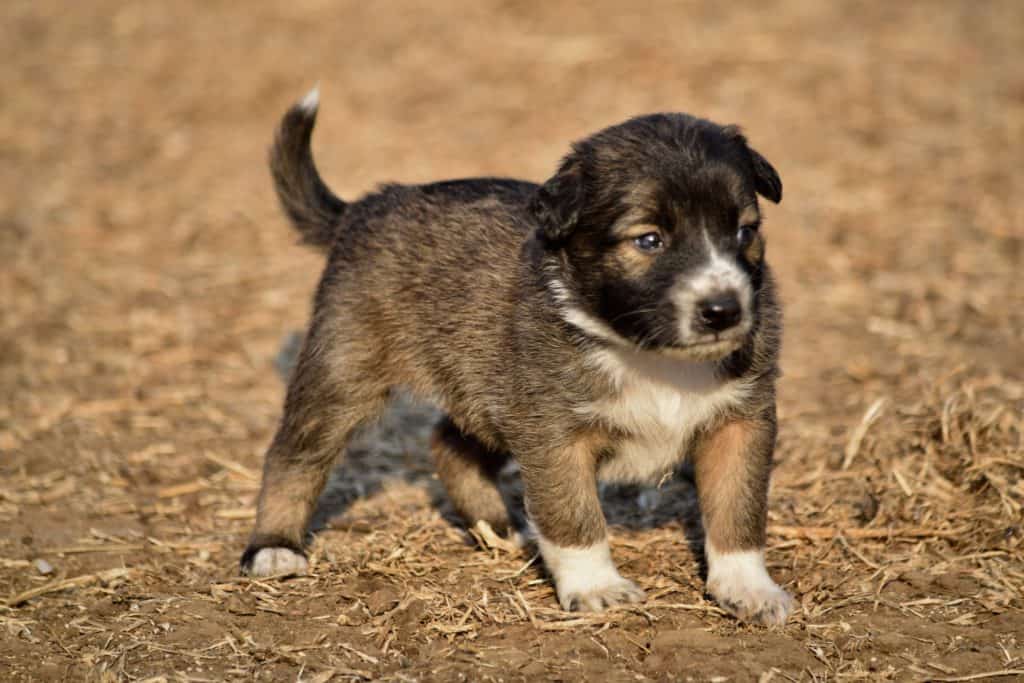 Importance of a puppy pad holder