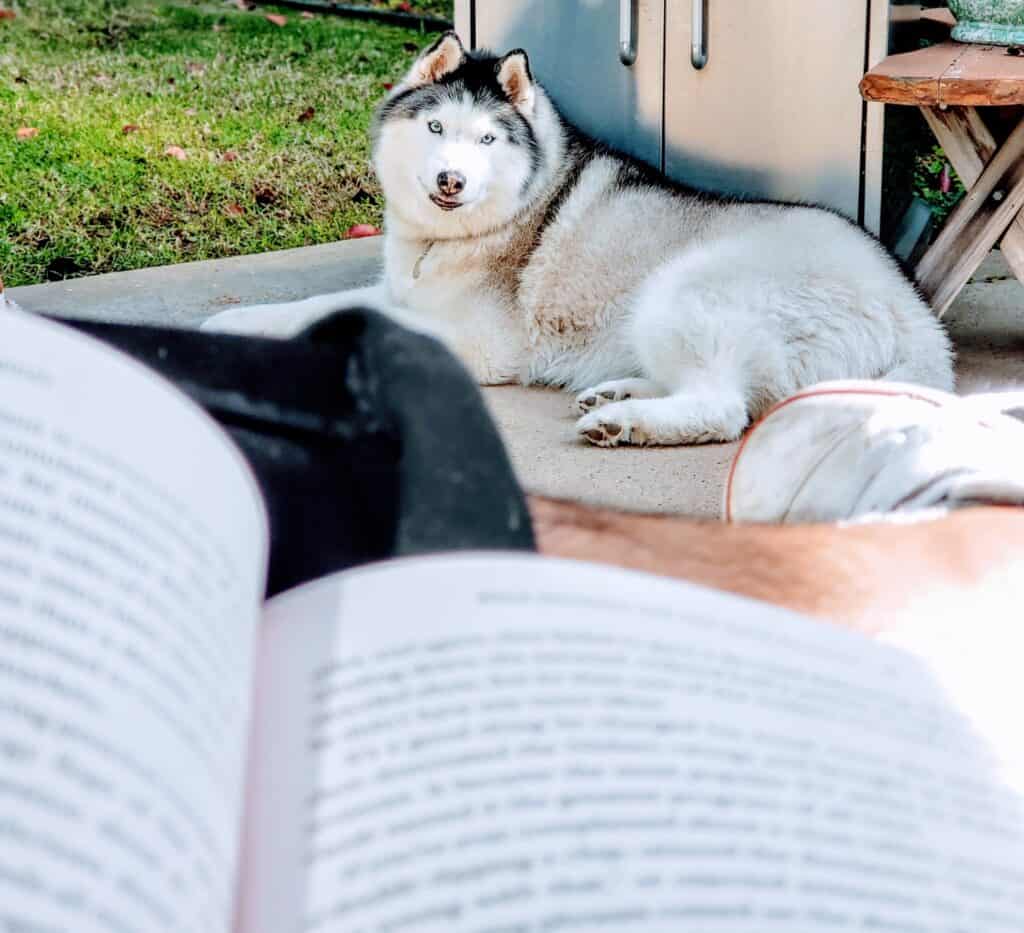 Learn everything you need about canine behavior by reading this book