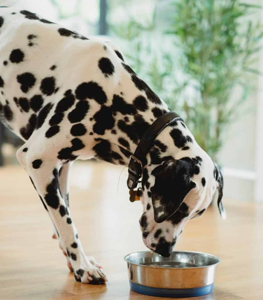 Puppies like drinking other fluids besides fresh water