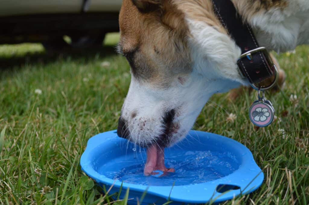Puppy drinks fresh water to stay hydrated
