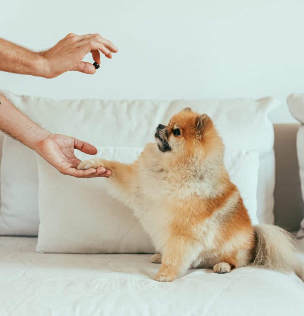 These treats pouches help dog trainers