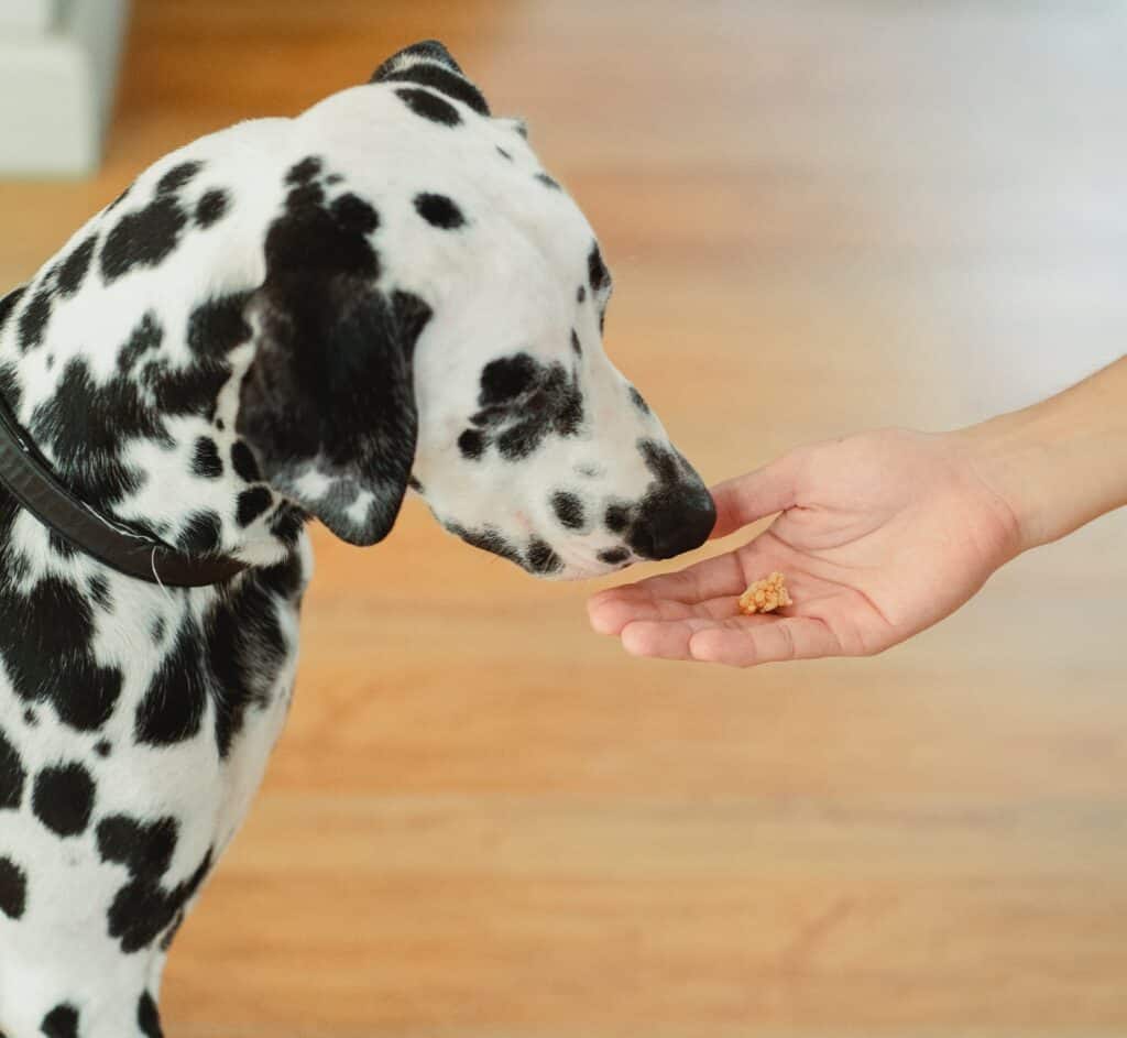 Treat pouches are essential pet supplies for any trainer