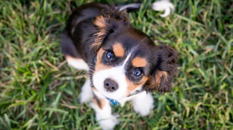 Best Puppy Training Book