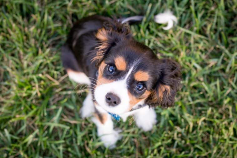 Best Puppy Training Book