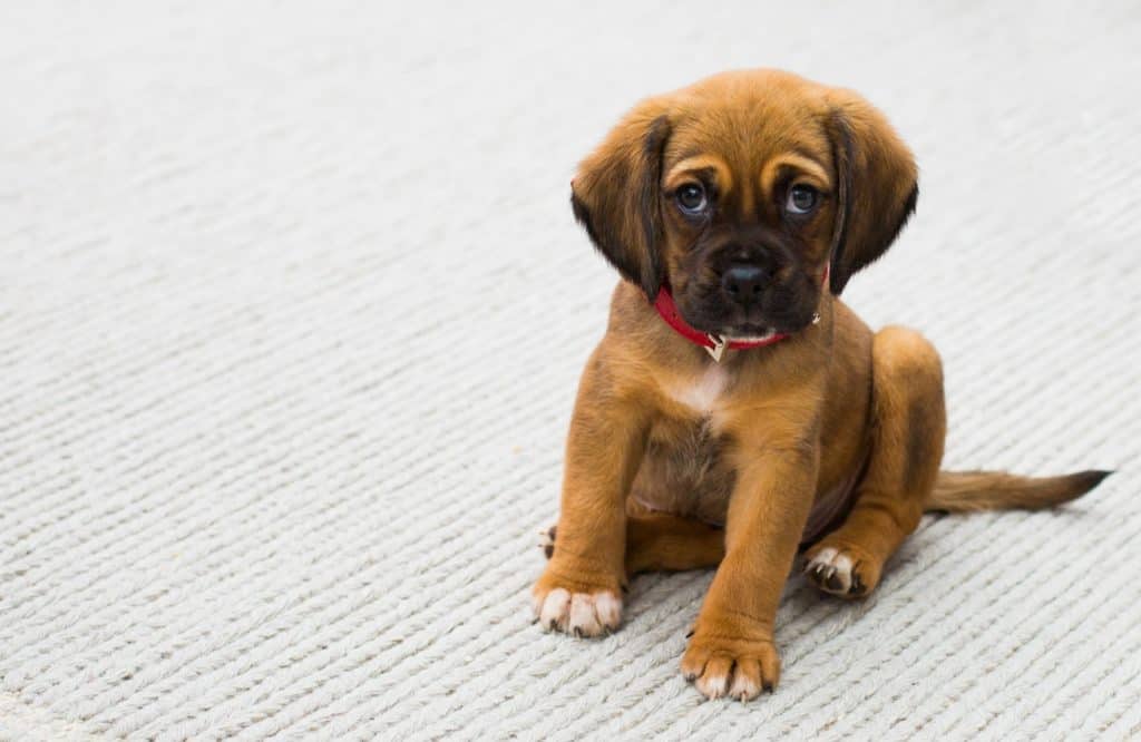 how to trim puppy nails safely