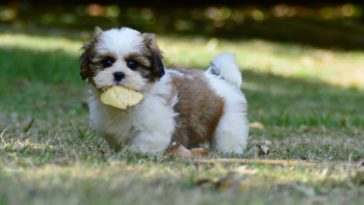 Best Dog Treat Pouch