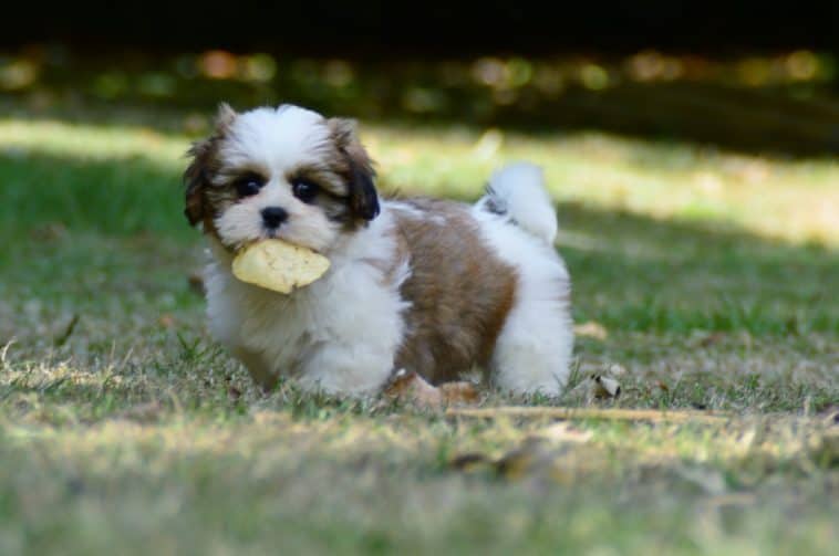 Best Dog Treat Pouch