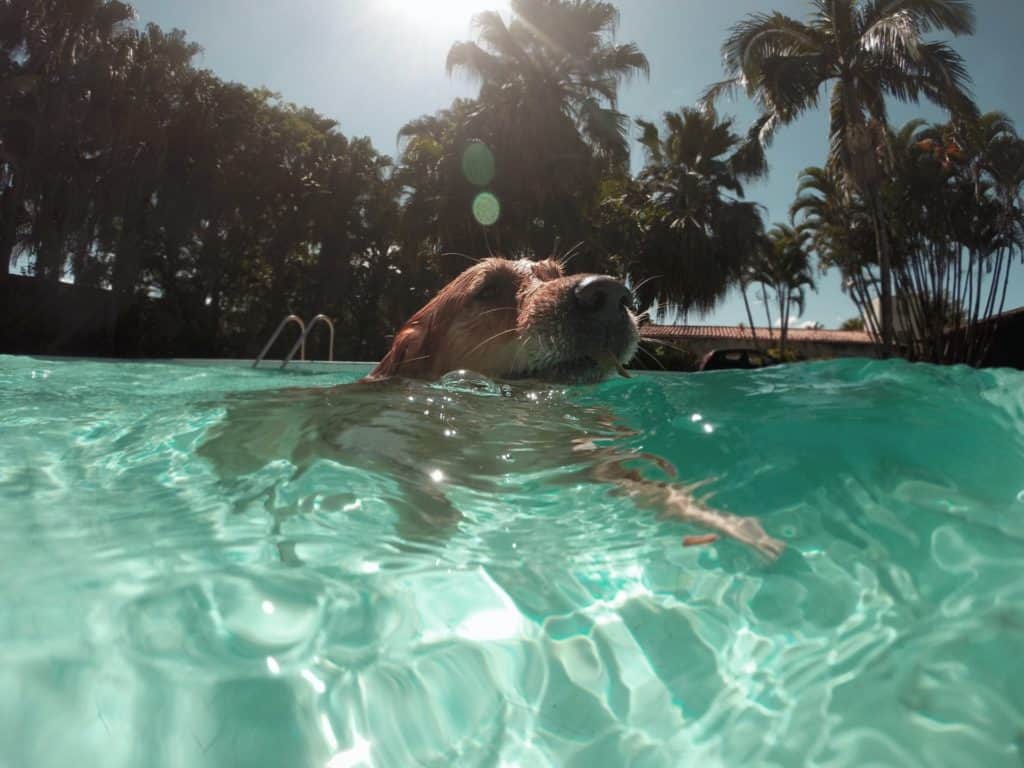 swimming can cause our dog to drink too much water