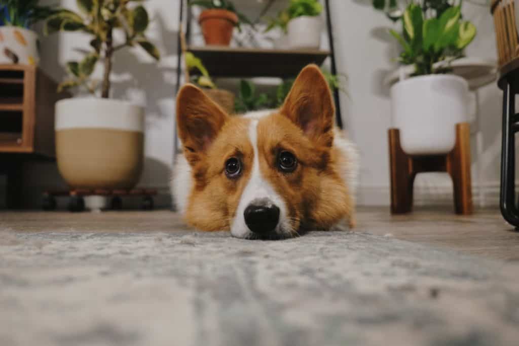 A calming treat for dogs works to relieve anxiety