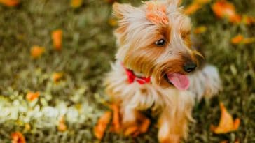 Best Wet Food for your Puppy