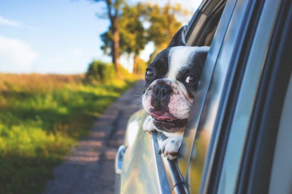 Bringing your dogs on a car ride may cause separation anxiety