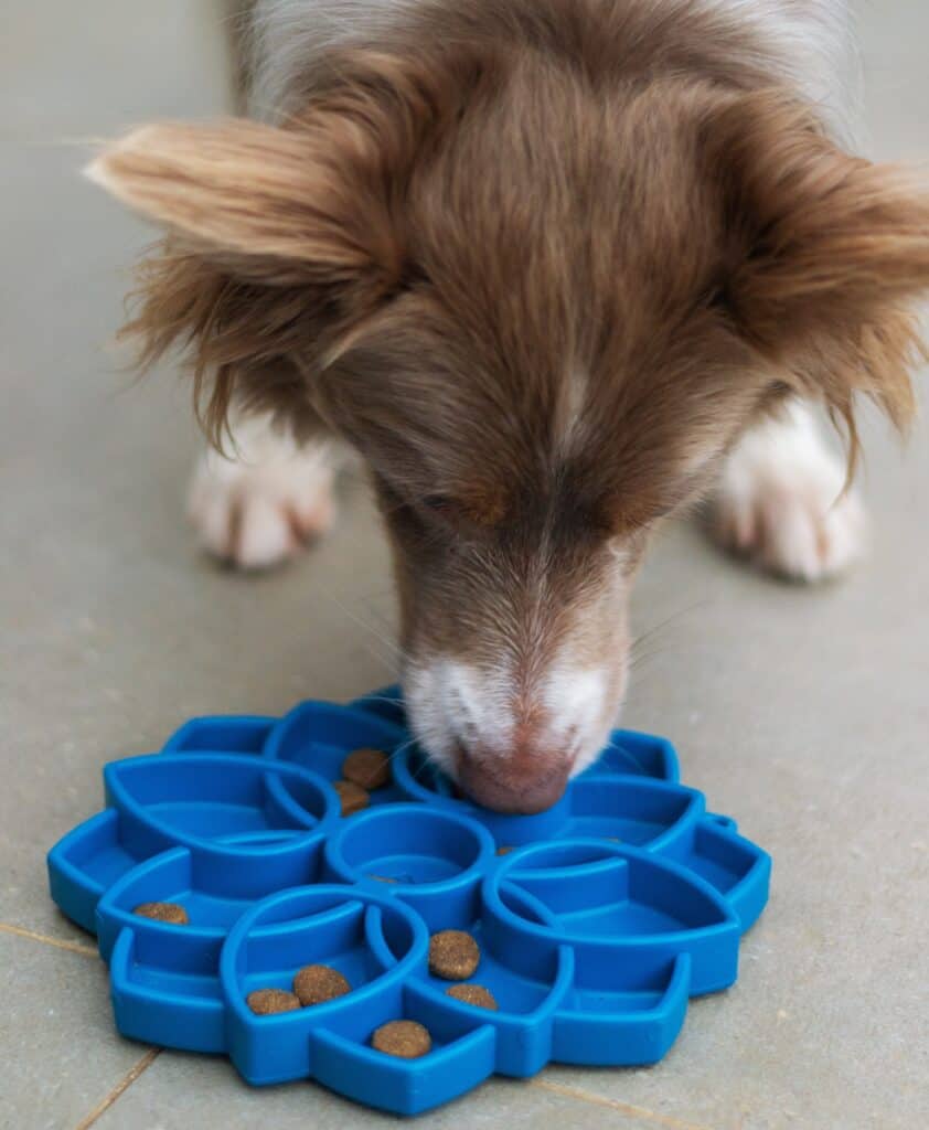 Dog owners find puzzle feeder and lick mat slow feeders harder to clean