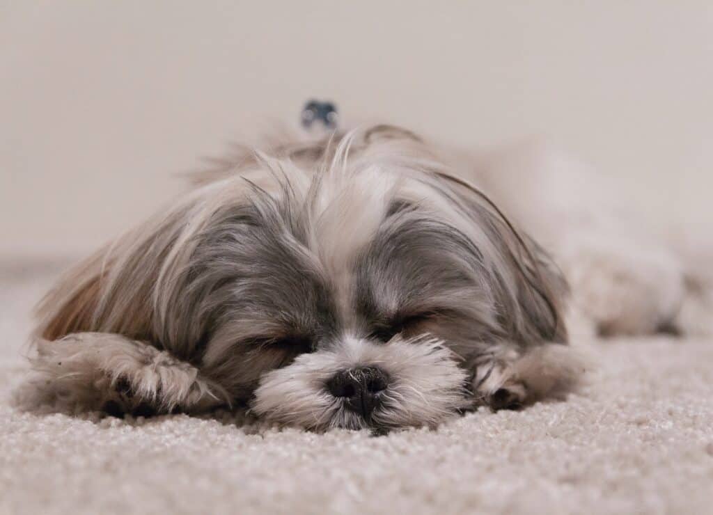 Dog snoring is more prone in brachycephalic dogs