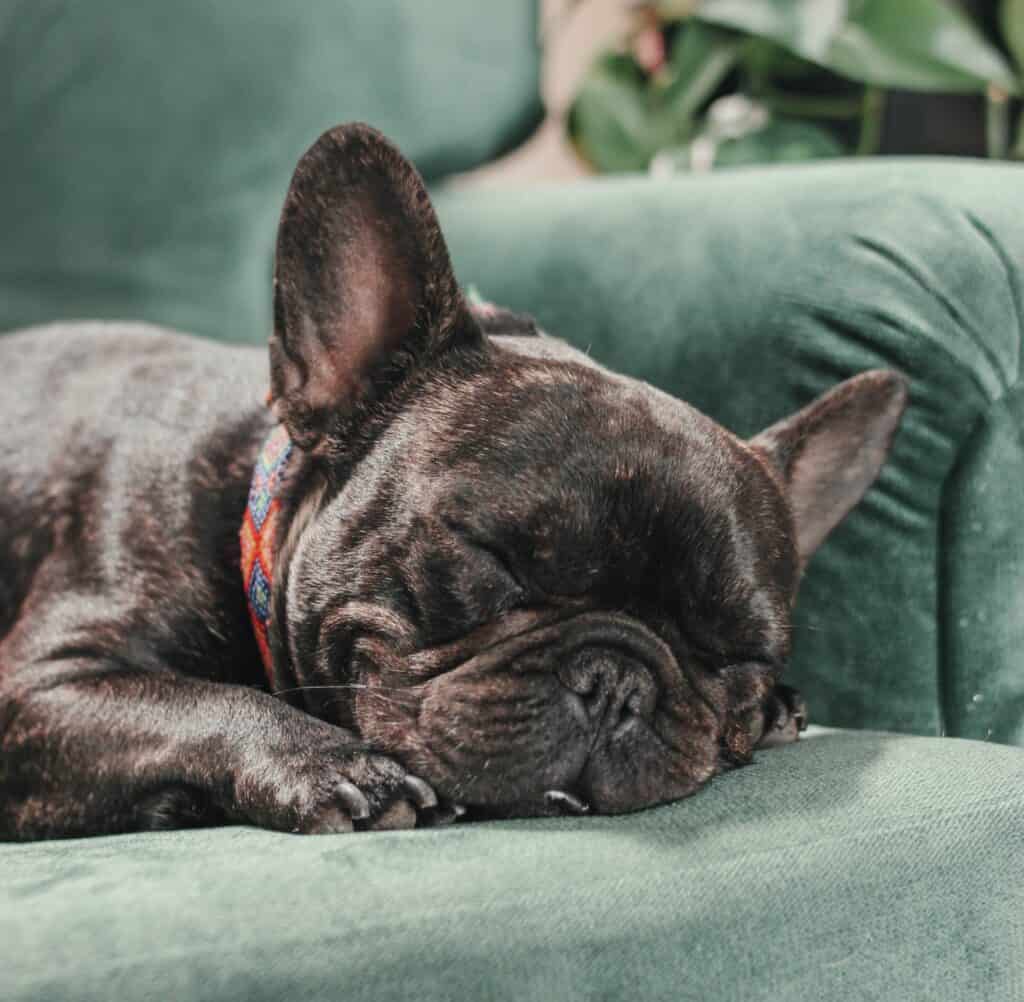 Is Snoring Normal For a Puppy?