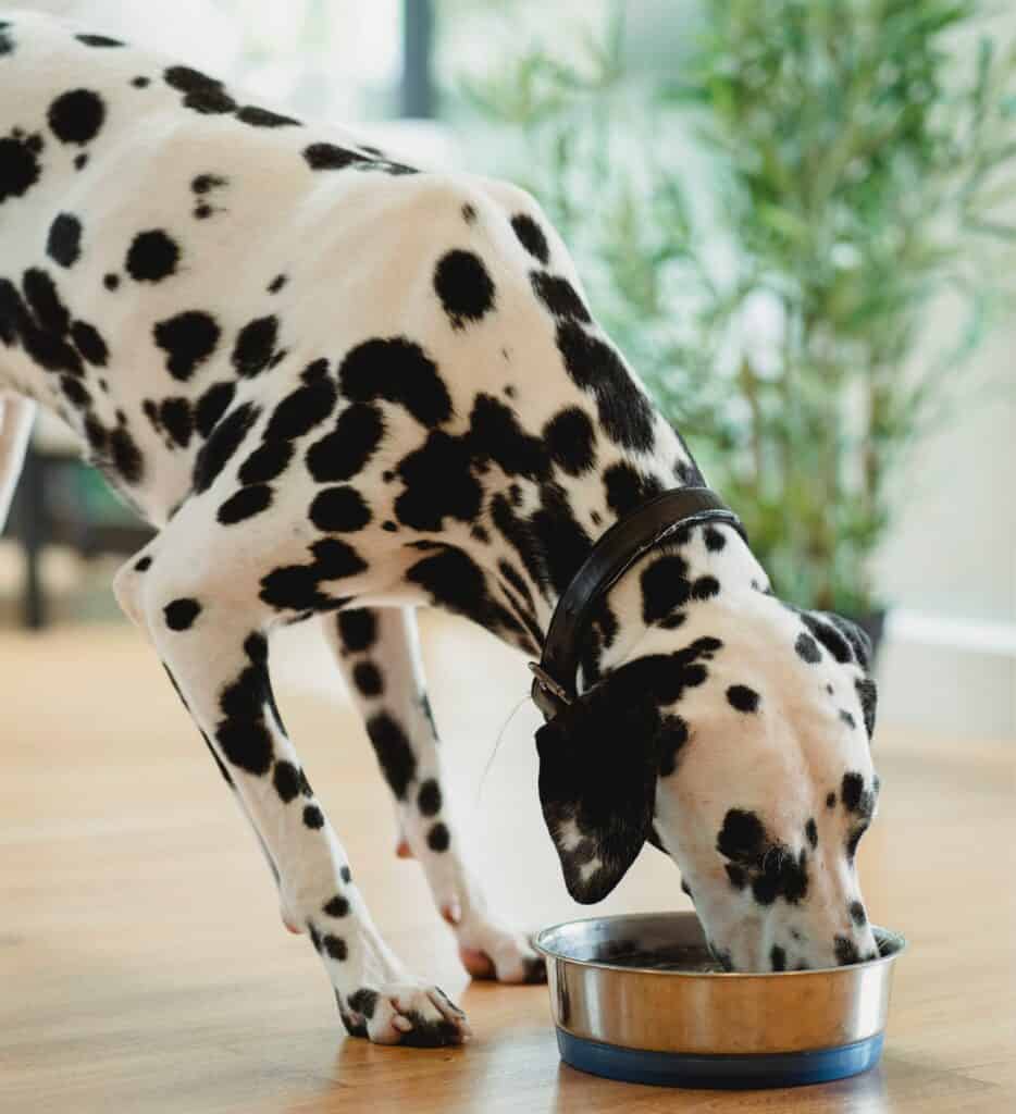Monitor your pets eating habits to prevent weight gain and obesity