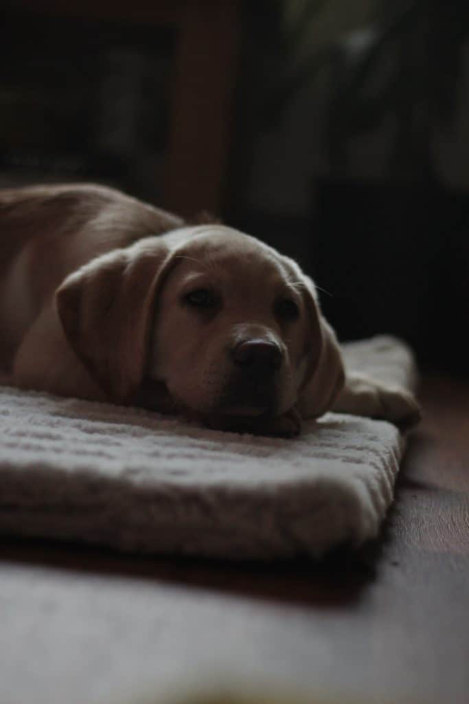 Puppy heat pad