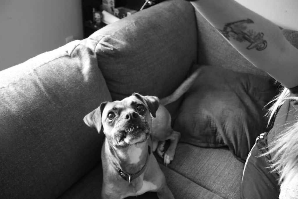 Relieve your dogs of anxiety with a calming treat