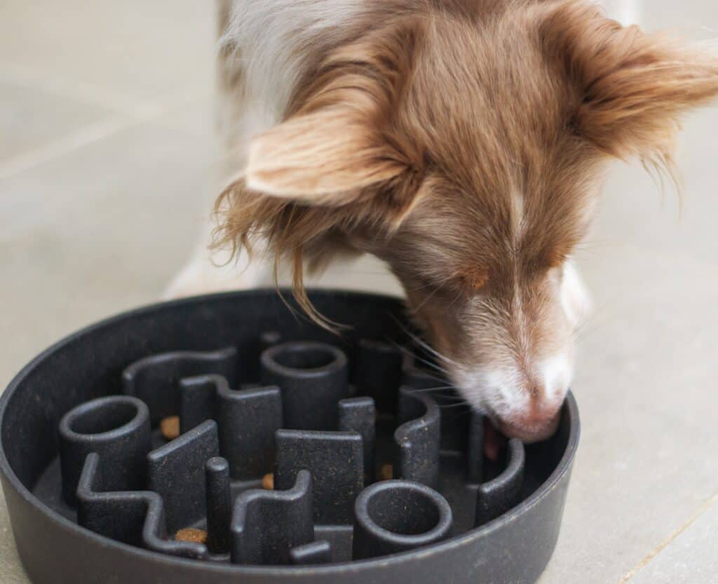 Slow feed dog bowls may be used for both dry food or wet dog food
