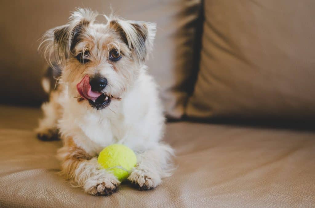 Things like a ball can distract your dogs from eating fast