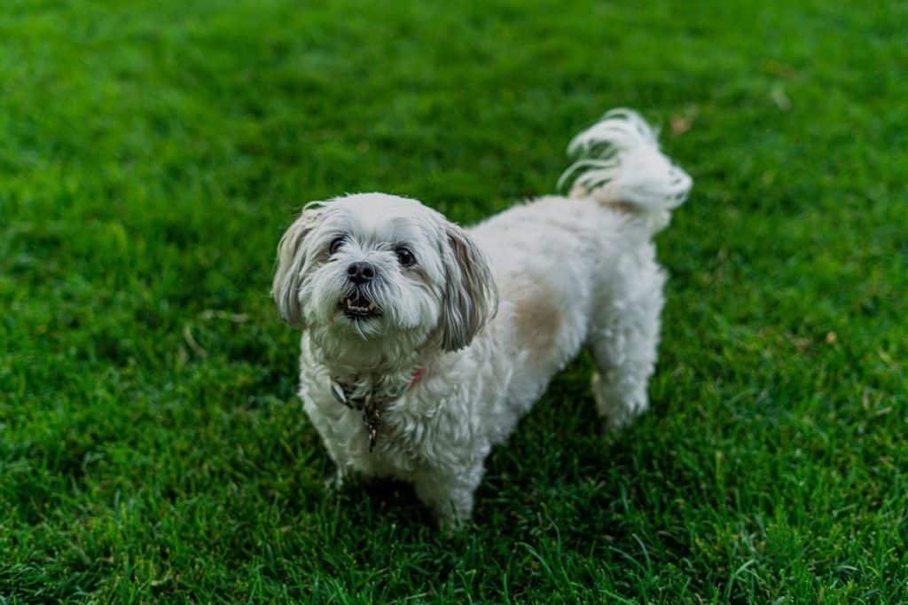 Things to note before feeding your puppy wet food