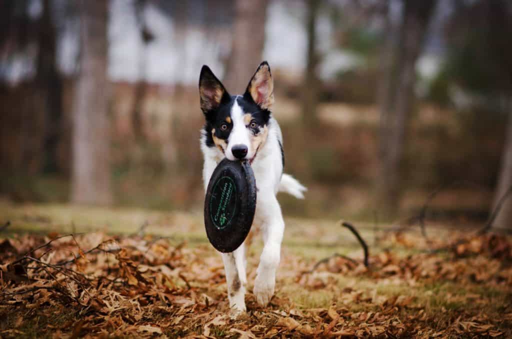 dog frisbees