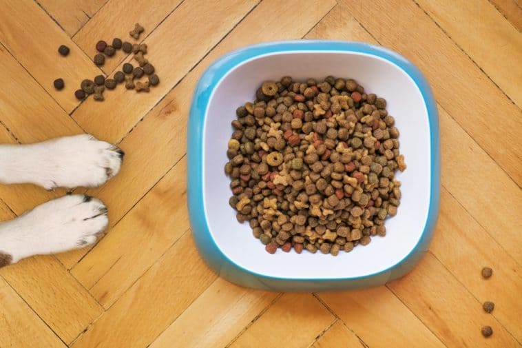 slow feeder dog bowl