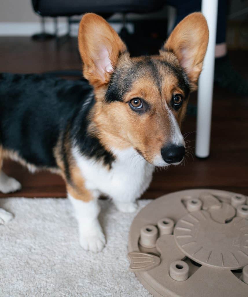 A puzzle toy results in pets eating more leisurely